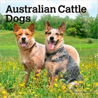 Australian Cattle Dogs 2026 Calendar