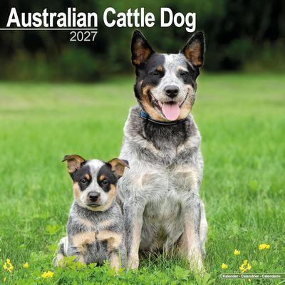 Australian Cattle Dog 2027 Calendar