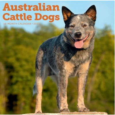 Australian Cattle Dog 2027 Calendar