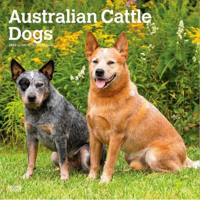 Australian Cattle Dog 2027 Calendar