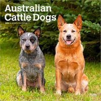 Australian Cattle Dogs 2026 Calendar