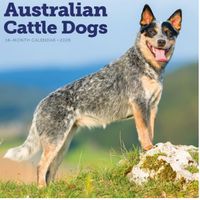 Australian Cattle Dogs 2026 Calendar
