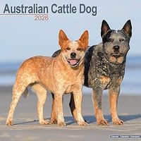 Australian Cattle Dogs 2026 Calendar