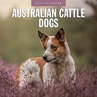 Australian Cattle Dogs 2026 Calendar