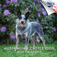 Australian Cattle Dogs 2026 Calendar