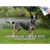 Australian Cattle Dogs 2026 Calendar