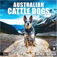 Australian Cattle Dogs 2026 Wall Calendar