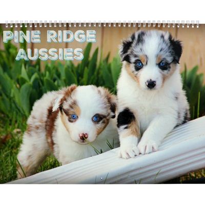 Aussie Puppies Calendar