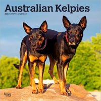 Australian Kelpies 2026 Calendar