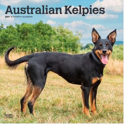 Australian Kelpies 2027 Calendar