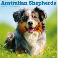 Australian Shepherds 2026 Calendar