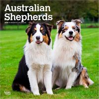 Australian Shepherds 2026 Calendar