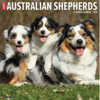 Australian Shepherds 2026 Wall Calendar