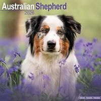 Australian Shepherds 2026 Calendar