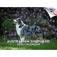 Australian Shepherds 2026 Wall Calendar