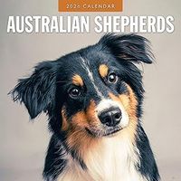 Australian Shepherds 2026 Wall Calendar