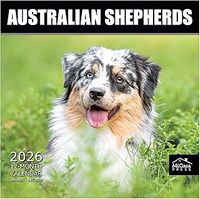 Australian Shepherds 2026 Wall Calendar