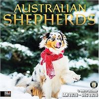 Australian Shepherds 2026 Wall Calendar