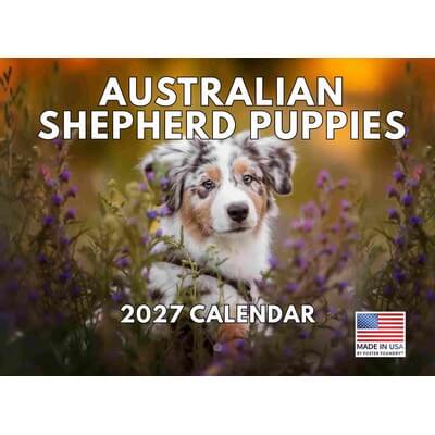 Australian Shepherd Puppies 2027 Wall Calendar