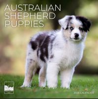 Australian Shepherd Puppies 2026 Calendar