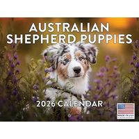 Australian Shepherd Puppies 2026 Calendar