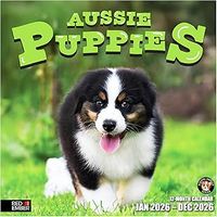 Australian Shepherd Puppies 2026 Calendar