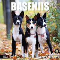 Basenji 2026 Calendar