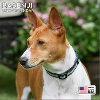 Basenji 2026 Calendar