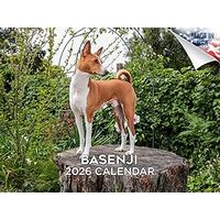 Basenji 2026 Calendar