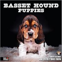 Basset Hound Puppies 2026 Calendar