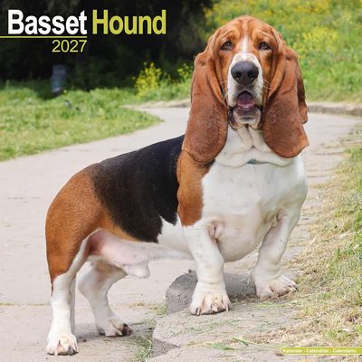 Basset Hound 2027 Calendar