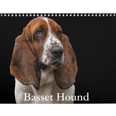 Basset Hound 2027 Wall Calendar