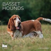 Basset Hounds 2026 Calendar