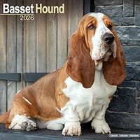 Basset Hounds 2026 Calendar