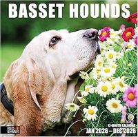 Basset Hounds 2026 Calendar