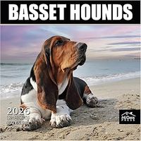 Basset Hounds 2026 Calendar