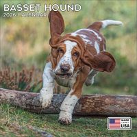 Basset Hounds 2026 Calendar