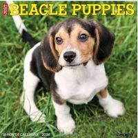 Beagle Puppies 2026 Wall Calendar