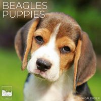 Beagle Puppies 2026 Calendar