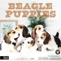 Beagle Puppies 2026 Wall Calendar