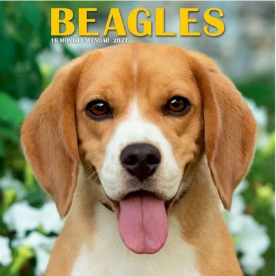 Beagles 2027 Mini Wall Calendar