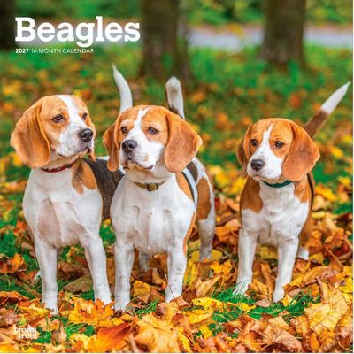Beagles 2027 Calendar