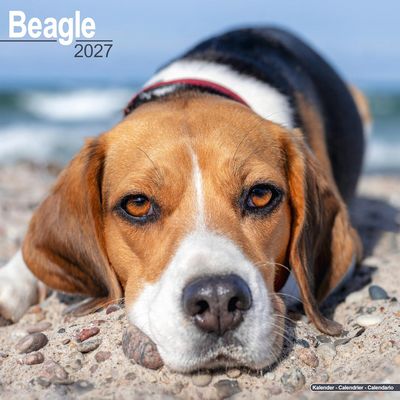 Beagles 2027 Wall Calendar