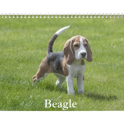 Beagle Wall Calendar