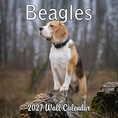 Beagles 2027 Wall Calendar