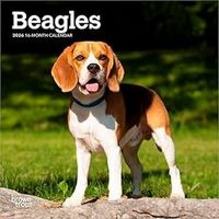 Beagles 2026 Calendar
