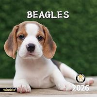 Beagles 2026 Calendar