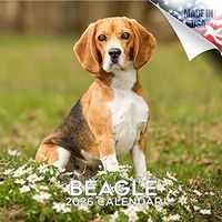 Beagles 2026 Calendar