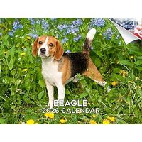 Beagles 2026 Calendar