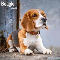 Beagles 2026 Calendar